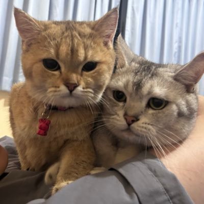 aoishima1988's profile picture. 