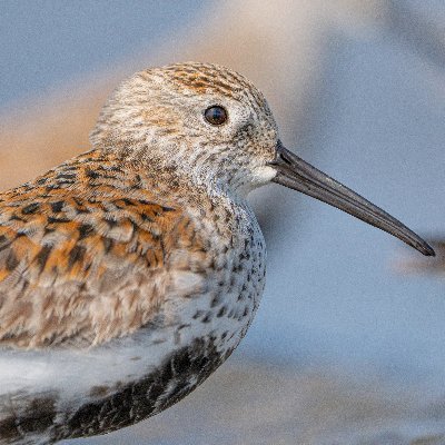 h2c2o4_2h2o's profile picture. 