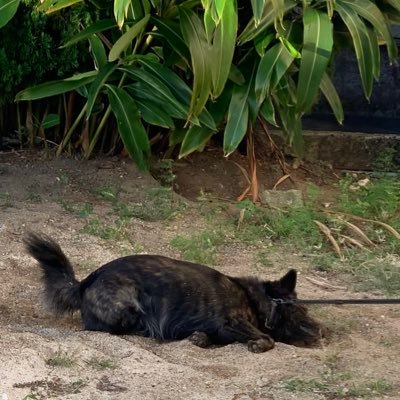 0kauuuuu's profile picture. 人間の絵はこっち@misme_p1z 鬱で入院して退院した体調不良のオタク！常に元気がないです！ヘラります！絵描きません！フォロバ不要です！ツイートは全部嘘だと思ってください！お別れはブロ解！