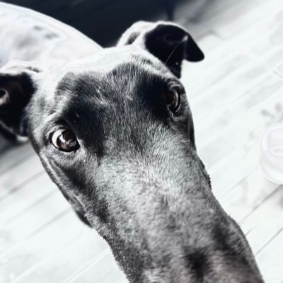 noochhound's profile picture. General News