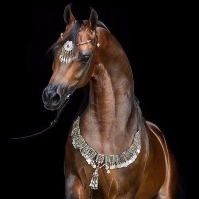 One1F_'s profile picture. ﴿ لَّا إِلَٰهَ إِلَّا أَنتَ سُبْحَانَكَ إِنِّي كُنتُ مِنَ الظَّالِمِينَ ﴾