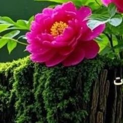 Loving_Birds752's profile picture. 