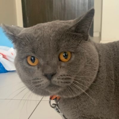 NoobGecko98's profile picture. 