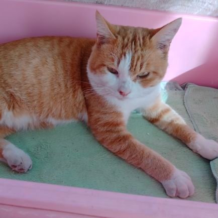 tBXSsH9BUr2xLow's profile picture. 猫好き