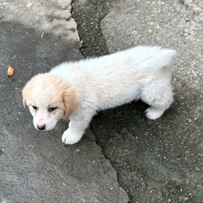 jiu_jiu_jiu_jiu's profile picture. 进不了四环结界的摩佬！