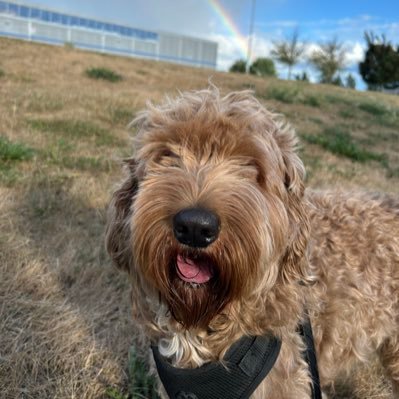 oldmaninmaples's profile picture. 