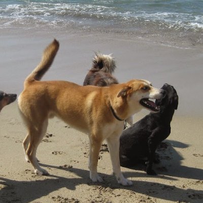 chiletango2's profile picture. Hippie-crit & Critical Hippie for NAGA (Naturally Achieve Greatness Amigos) 5th wave restorative mananist &
Booker for HoldHandsAroundTheWorld4Real