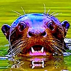 LoutreGiant's profile picture. Fédération🇪🇺 Remigration✈️ Revenu universel✌️