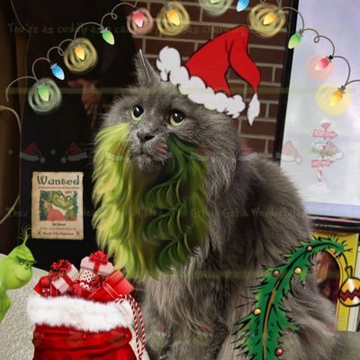 pepperbug's profile picture. pepper (14 year old natural nebelung, 9/27/11) & lugosi (~7 months old black & white, 3/24/25) | "pepparent" is 24, they/them | WE 🩶 LGBT, NO AI, NO BIGOTRY