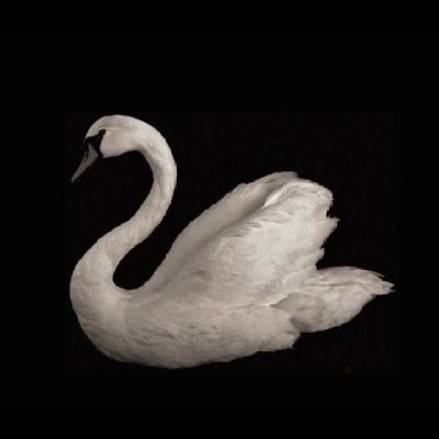 toocooltocri's profile picture. mastikhor