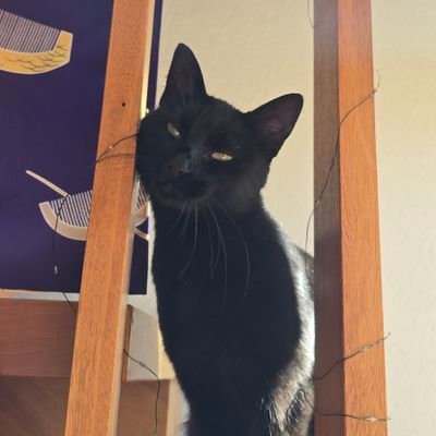 VeroCEG's profile picture. Artist, scientist, engineer (She/her). Systems: decentralized & distributed. Data: entangled. Crypto-economics. Ecosystems. Apples remain boring.