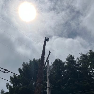 myceliumagenda's profile picture. with chainsaws and self discipline you can do anything. inversebrah got me in a few times.