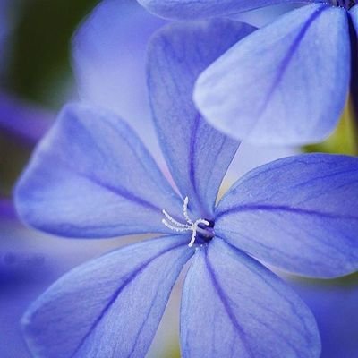 Tyaflorin's profile picture. 20+
💖💜💙
•
♡ - Making OCs and stories, drawing, reading, gaming, admiring other people's pretty art
•
(⁠ ˵•̀ ▿ •́˵)づ♡