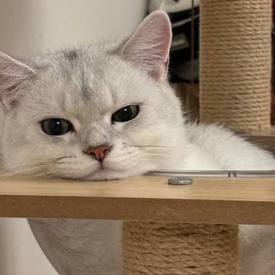 LouisDChow's profile picture. NYU