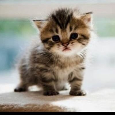 miscifu7oo's profile picture. 