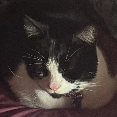 macthecat99's profile picture. my name is Mac. 3 yers old an lov to SCREM and hiss and eat dremies. dade is @txbamxnmicxh_s