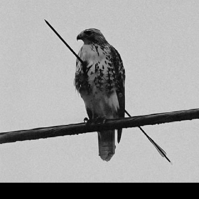 Bigpprrr's profile picture. No price is too high to pay for the privilege of owning yourself.