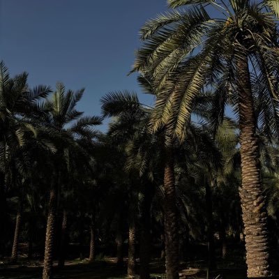 fsz0q4's profile picture. {لَّا مَلْجَأَ مِنَ اللَّهِ إِلَّا إِلَيْهِ}