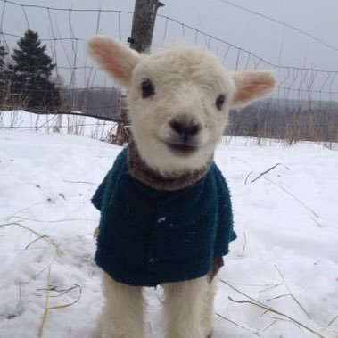 ethicalwheel's profile picture. never been serious a day in my life