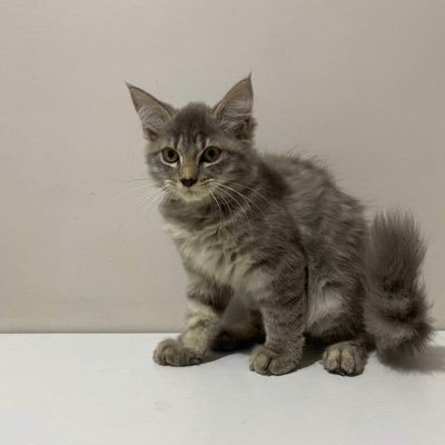 biniteloc's profile picture. sweeties hanggang magkadiabetes