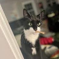 LiterallyMarkYT's profile picture. resident New Zealander that’s not from Auckland believe it or not. I also i make shit videos on the internet