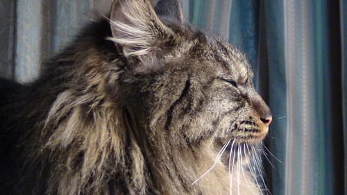 himanekoGoGoです。猫好きですにゃん。