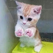 willgracefiel's profile picture. 洗濯機つかい