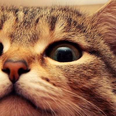 Senneko_2355's profile picture. 色々な事に挑戦中⋯Xも含む(笑)

有栖ノ宮くおんちゃん推し🪄🧐
自作PC歴30年 ゲーム歴30年以上 ネコ好き😺