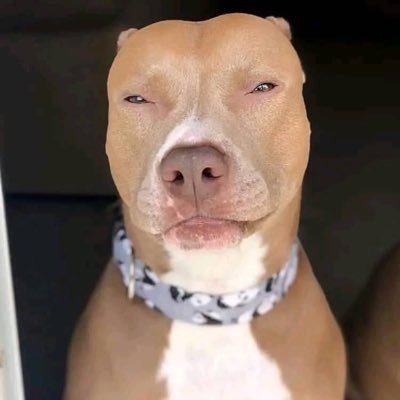 KwekuGideon1's profile picture. Passionate software developer constantly learning and building solutions to make the world a better place. #coding #development #technology