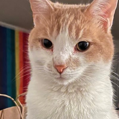 Bert1352576's profile picture. Bertunia (3 year old boy) he is gay