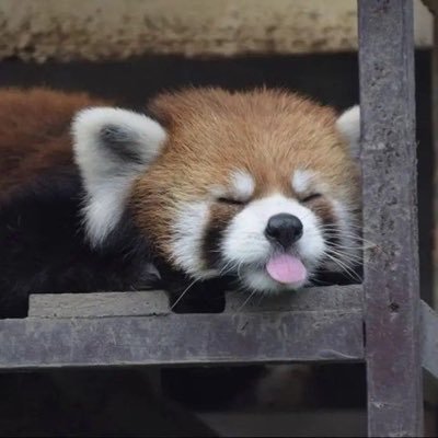 ravvlesplace's profile picture. 