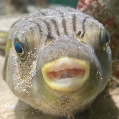 m_aquariumx_x's profile picture. どこかで飼育員してます🐟🔰フグとヤドカリが好きで勉強中