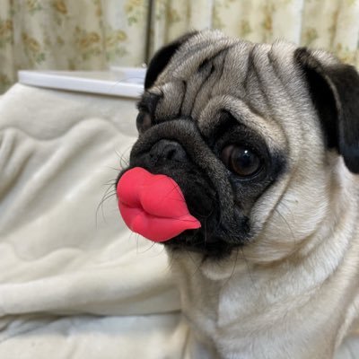 KIMAGURE_BOSE's profile picture. 