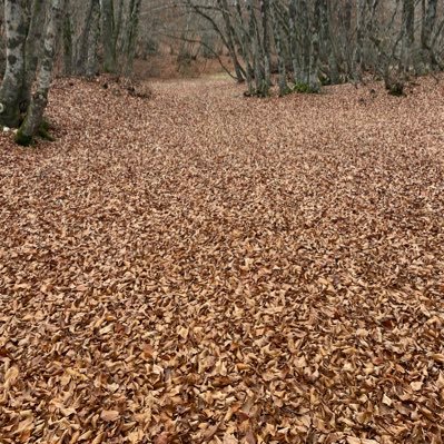 Dogslav22698658's profile picture. 