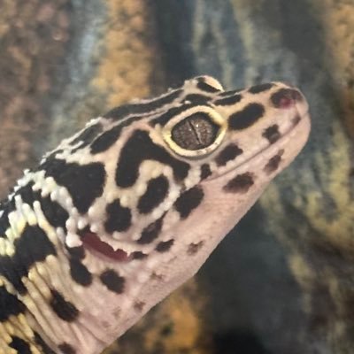 im_toumi's profile picture. ﾄｳﾐです｜ゲーム会社務めのUIデザイナー（新卒3年目）｜ 趣味：ゲーム企画・お絵描き・2Dアニメ制作（Live2D・Spine)｜ ゲームスタジオの立ち上げを目指しています