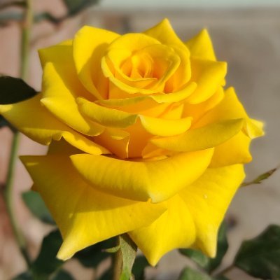 SapienHomo17554's profile picture. I share my random thoughts and my brain waves that are come in my brain again and again 🧐