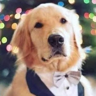 cozy_af's profile picture. No violence ever, only intellectual criticism.