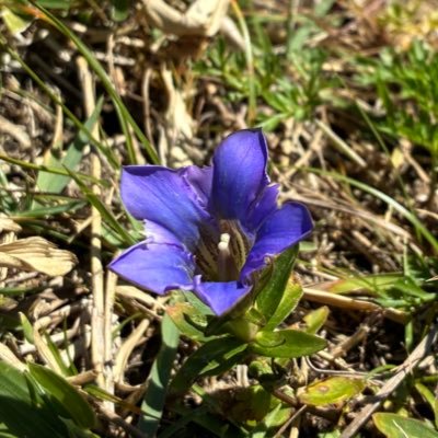 kumamo35's profile picture. 