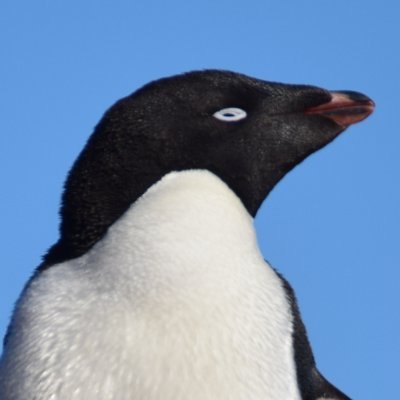 kiratachibana's profile picture. | 漢字：橘吉良
| Moderator of Otsuka Ray (@rayotsuka)
| Clipper, subtitler, translator
| Commission: DM or VGen: https://t.co/QAPnCsax5S