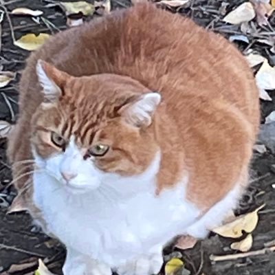 kuymEkXnUe45749's profile picture. にゃーやにゃんなど鳴きます