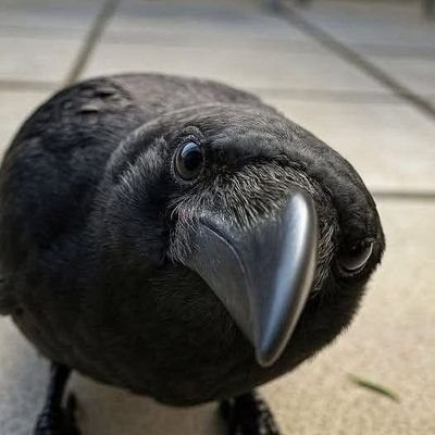 SuicidalDox's profile picture. 🏳️‍🌈🇲🇾 18+ | SFW | Doesn't Like Talking
Hello, I'm S,Fox despite being called a fox. I'm just a birb, I also Like balls.