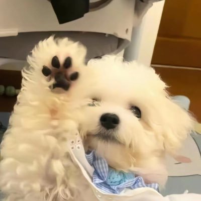 Edith_1208's profile picture. ฉันจะใช้กล้องบันทึกภาพคนที่ฉันชอบไว้ตลอดไปเลยนะ (´∀｀)♡  🈲re-upload or alter my photos/videos.