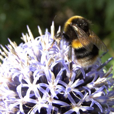 ThomasJohn45141's profile picture. Photography; (sale enquiries welcome), nature, gardening, countryside, walking, retired ecologist, married, two cats, NO politics.