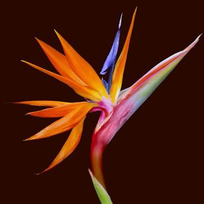 art_photo_info's profile picture. 