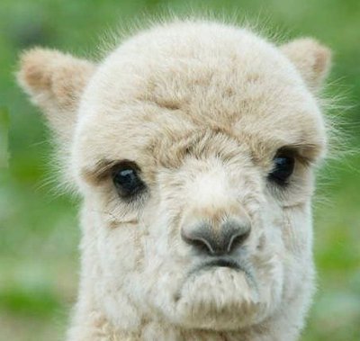 squirrelsanime's profile picture. Creative Director of @alfatheunicorn ✳️🦄 + Anime guy