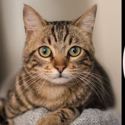 Hinduraod78's profile picture. मराठी.Enthusiast blending humor, sports, and food with a touch of philosophy.
#हिंदुरावपाटीलसंस्थान. #प्राणीप्रजाती.