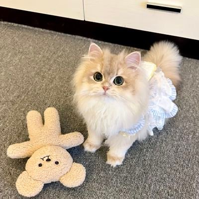 FreddyWang98's profile picture. 