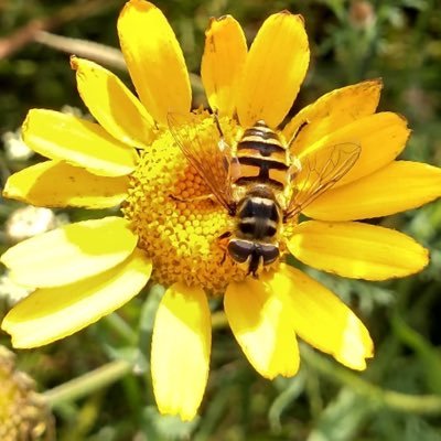 AntheaJames3's profile picture. wife, mum,grandmother. loves the garden, the sky, friends on Twitter/X and lives in a dreamworld 🏴󠁧󠁢󠁥󠁮󠁧󠁿👵🏻🥰 😂🇬🇧