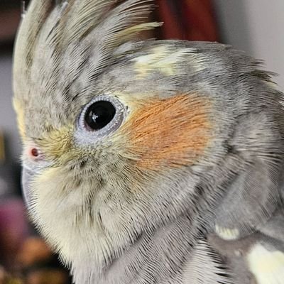 offcntr's profile picture. Cereal Killer / Professional Nerd / Esoteric / Thornback / Unsuccessful Dieter / C8H10N4O2 / DINKWA🐦