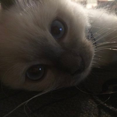 misothrow's profile picture. 